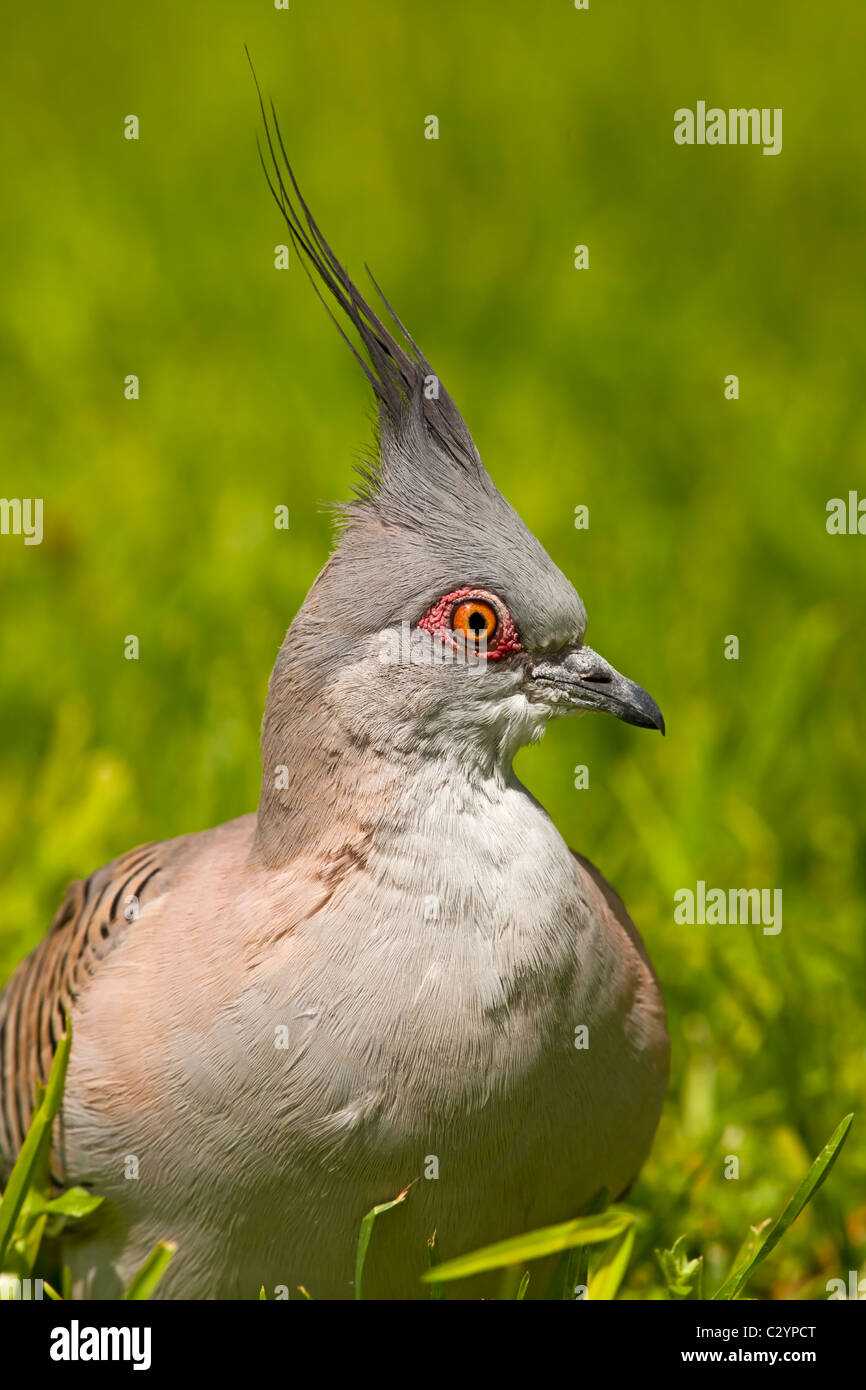 Crested Pigeon close up. Stock Photo
