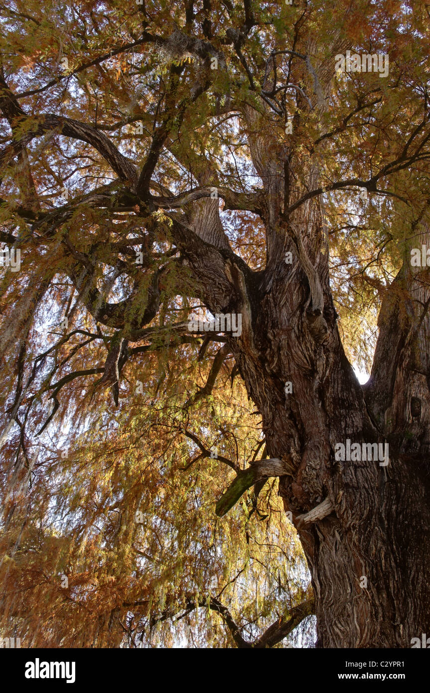 Branches of an Ahuehuete tree (Taxodium mucronatum) also known as Montezuma Cypress or Sabino in Tepotzotlan, Mexico Stock Photo