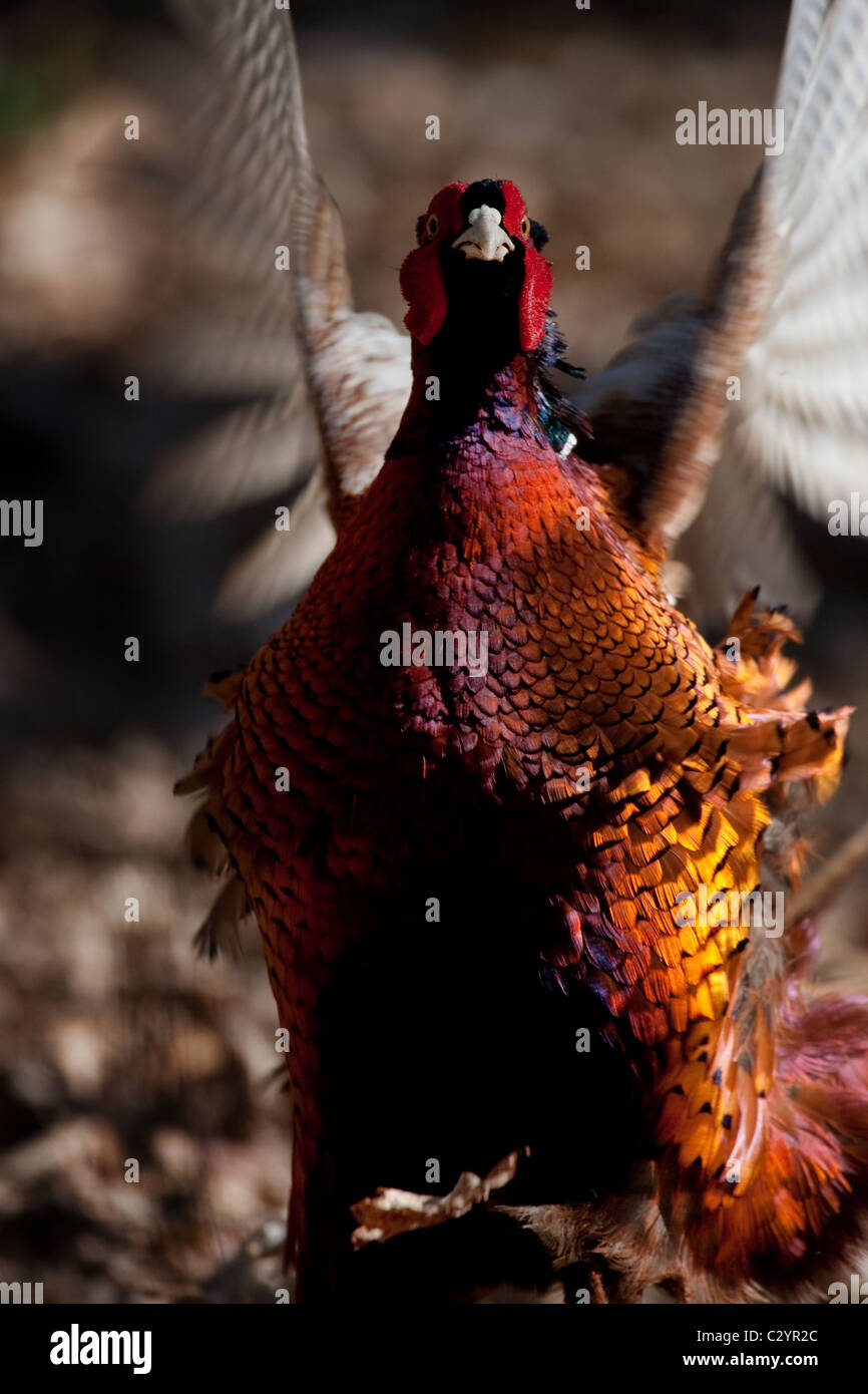 Pheasant flapping its wings in calling ritual Stock Photo - Alamy