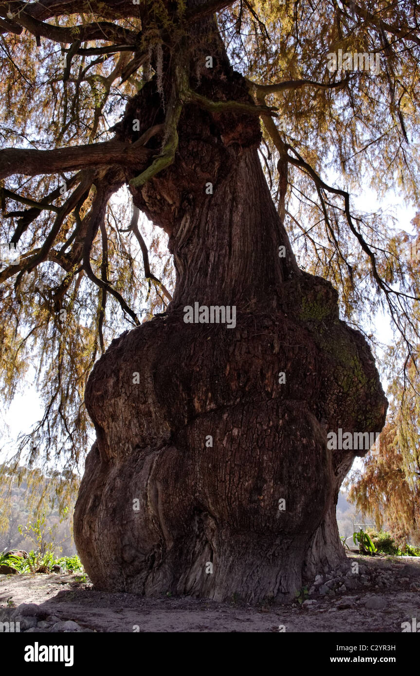 Ahuehuete tree (Taxodium mucronatum) also known as Montezuma Cypress or Sabino in Tepotzotlan, Mexico Stock Photo