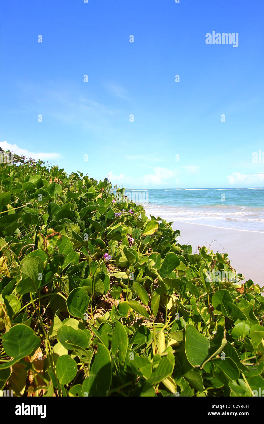 Beach on Saint Lucia Stock Photo Alamy