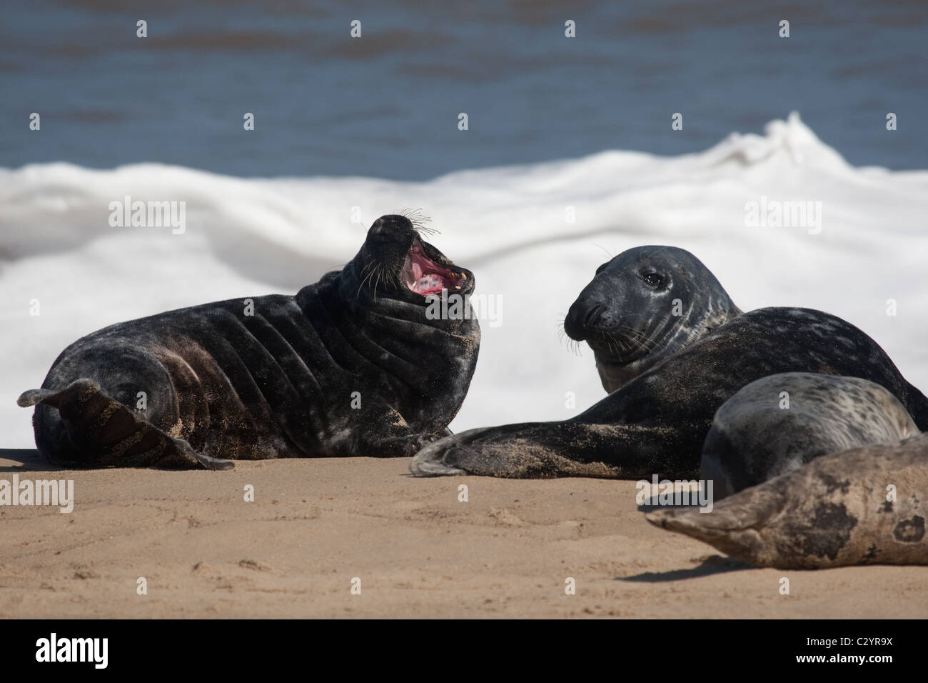 Colony of Grey Seals on the Norfolk Coast, East Anglia, UK Stock Photo