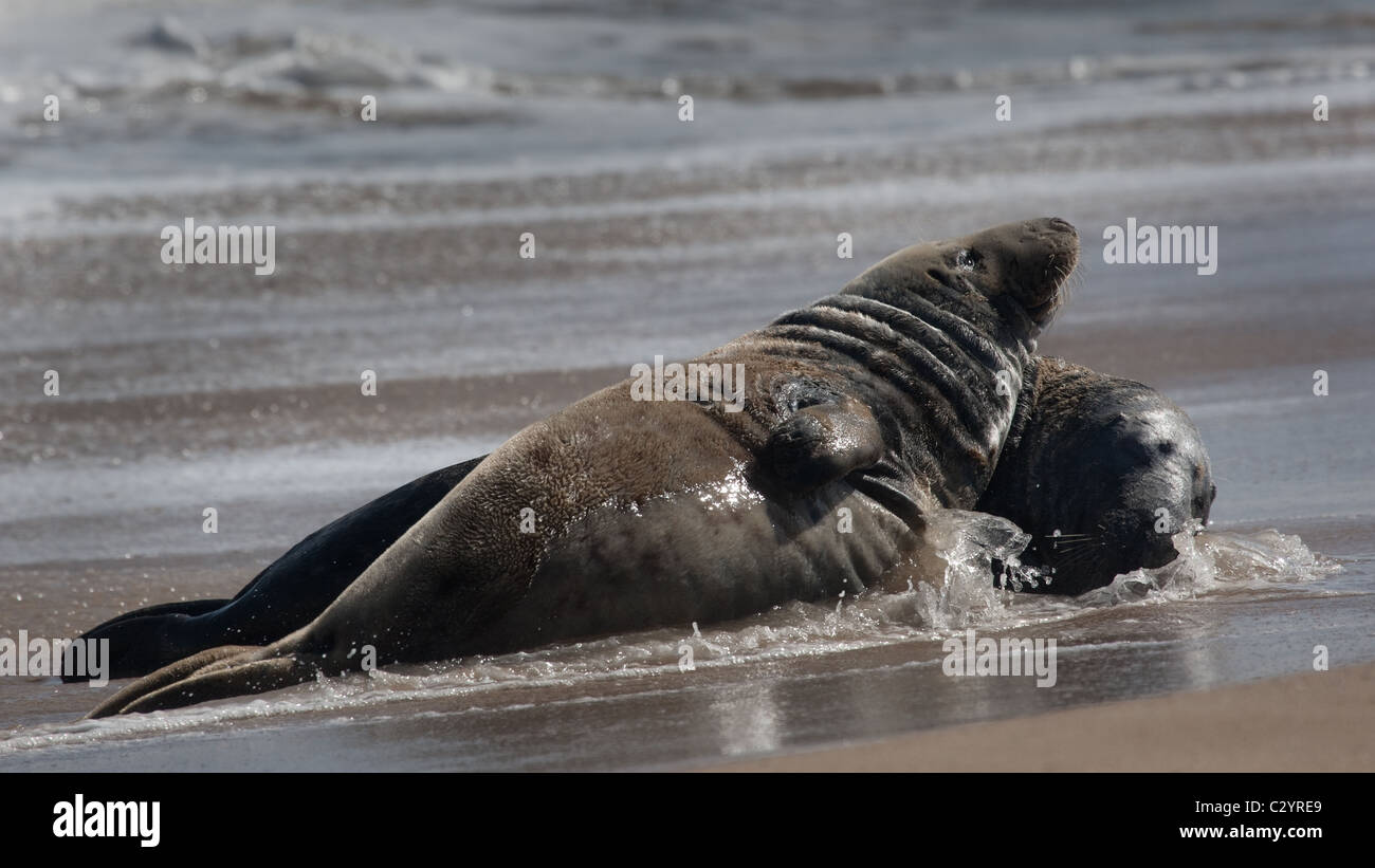 Colony of Grey Seals on the Norfolk Coast, East Anglia, UK Stock Photo