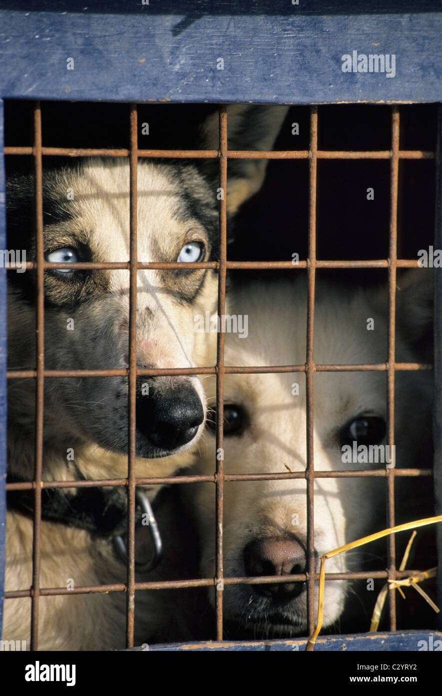 Sled Dogs, Dog Sledding, Alaska Stock Photo - Alamy