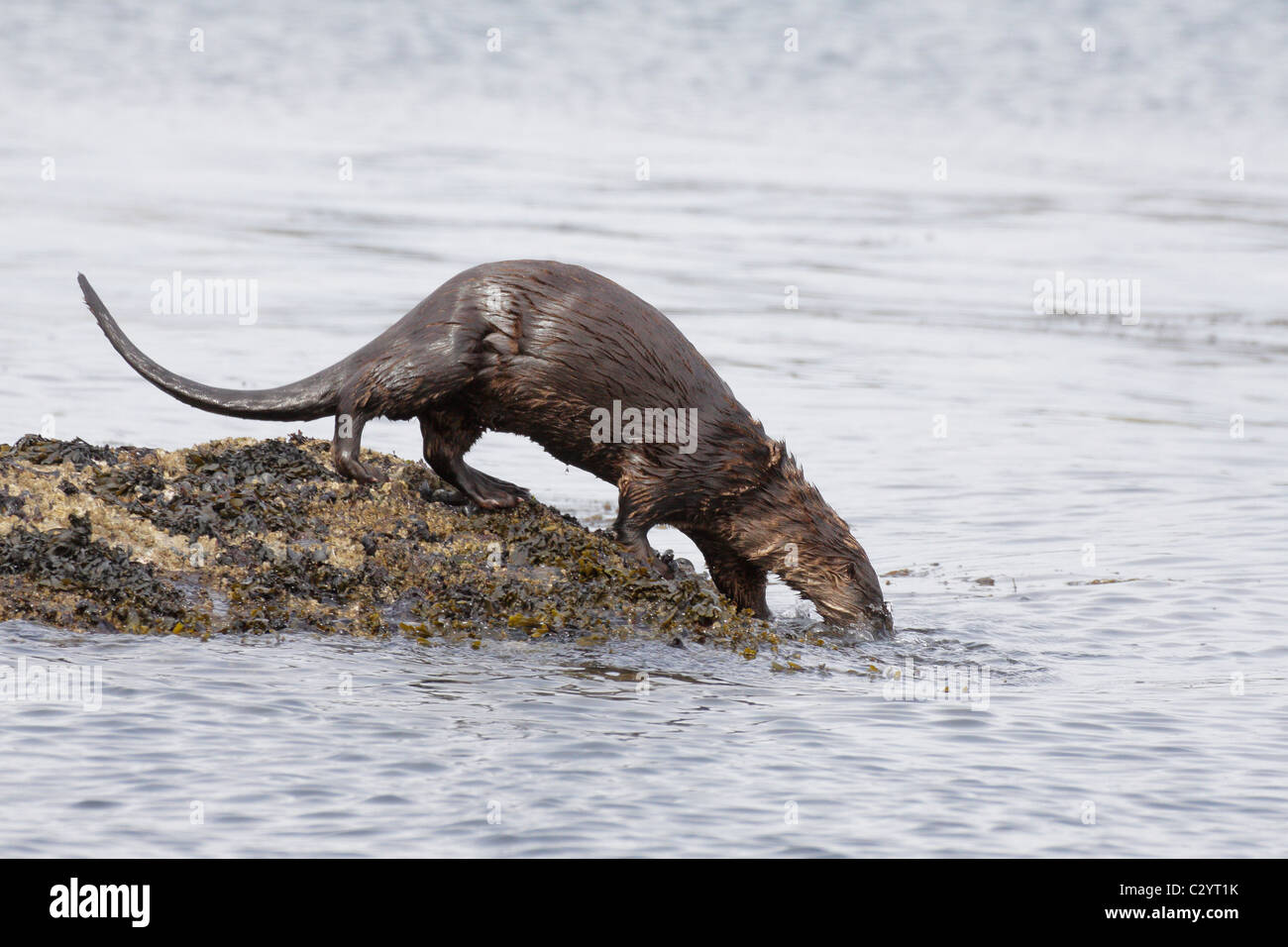 River otter feeding along rocky shoreline-Victoria, British Columbia, Canada. Stock Photo