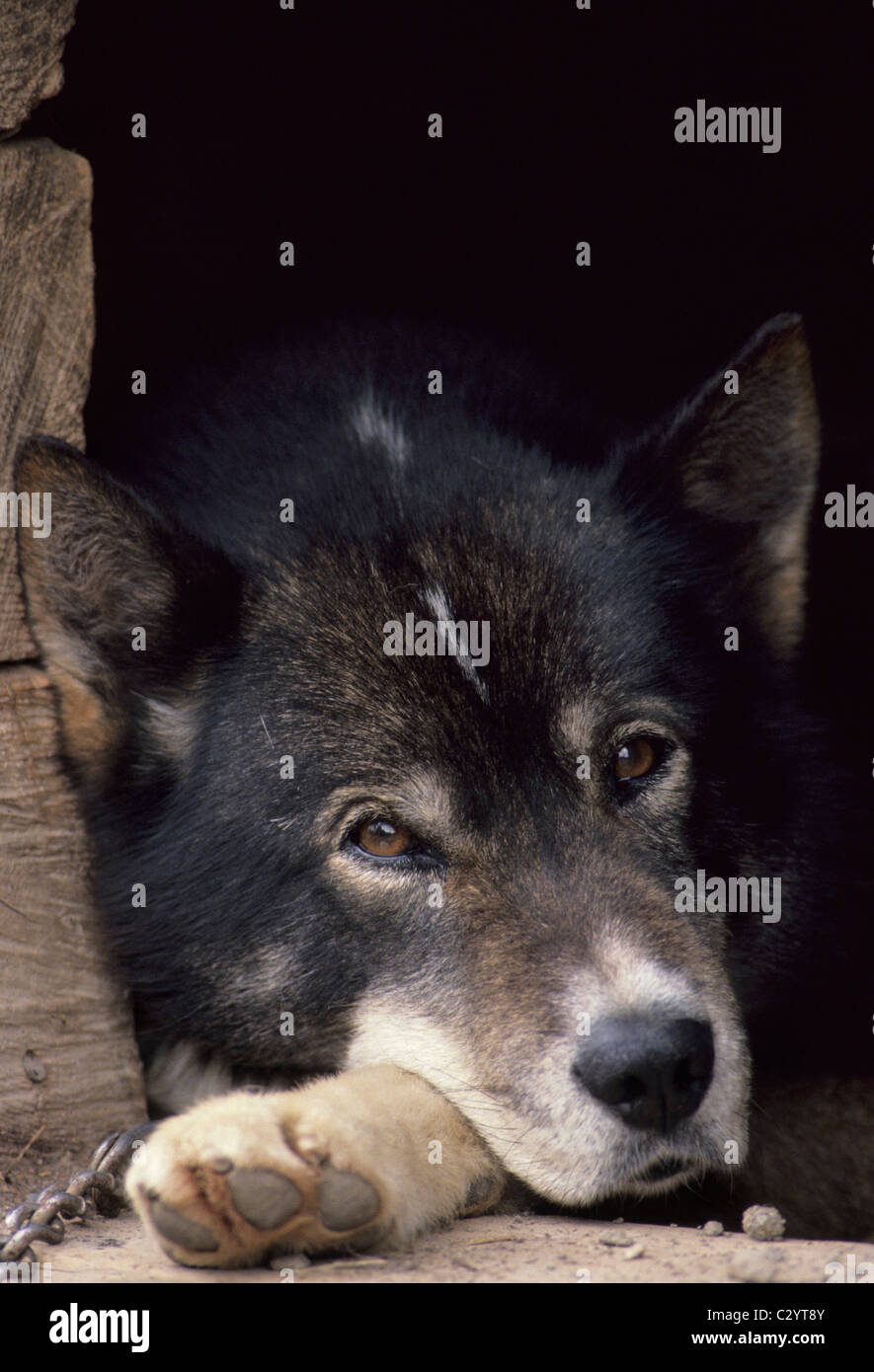 Sled Dog, Dog Sledding, Denali National Park, Alaska Stock Photo Alamy