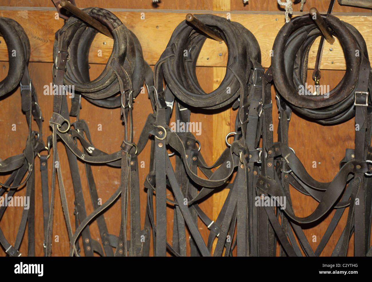 Sled Dog Harnesses, Dog Mushing, Denali National Park, Alaska Stock