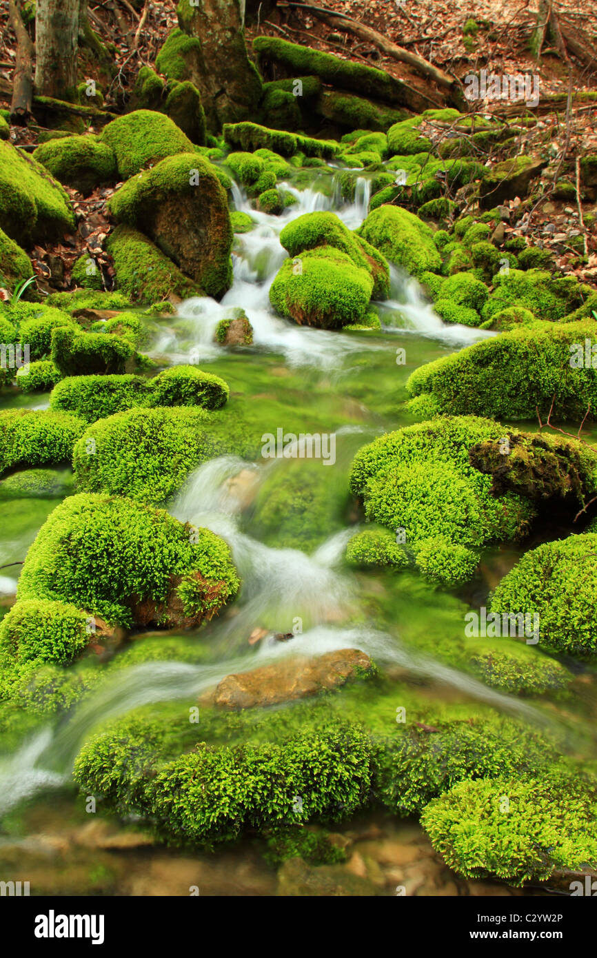 Rapid flow forest stream among hi-res stock photography and images - Alamy