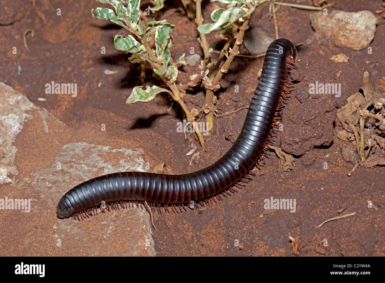 Giant millipede locally called chongololo Mombasa Kenya Stock Photo