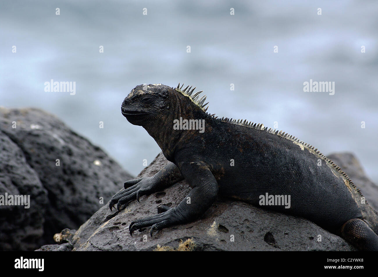 A Marine Iguana sunning itself on a rock in the Galapagos Islands Stock Photo