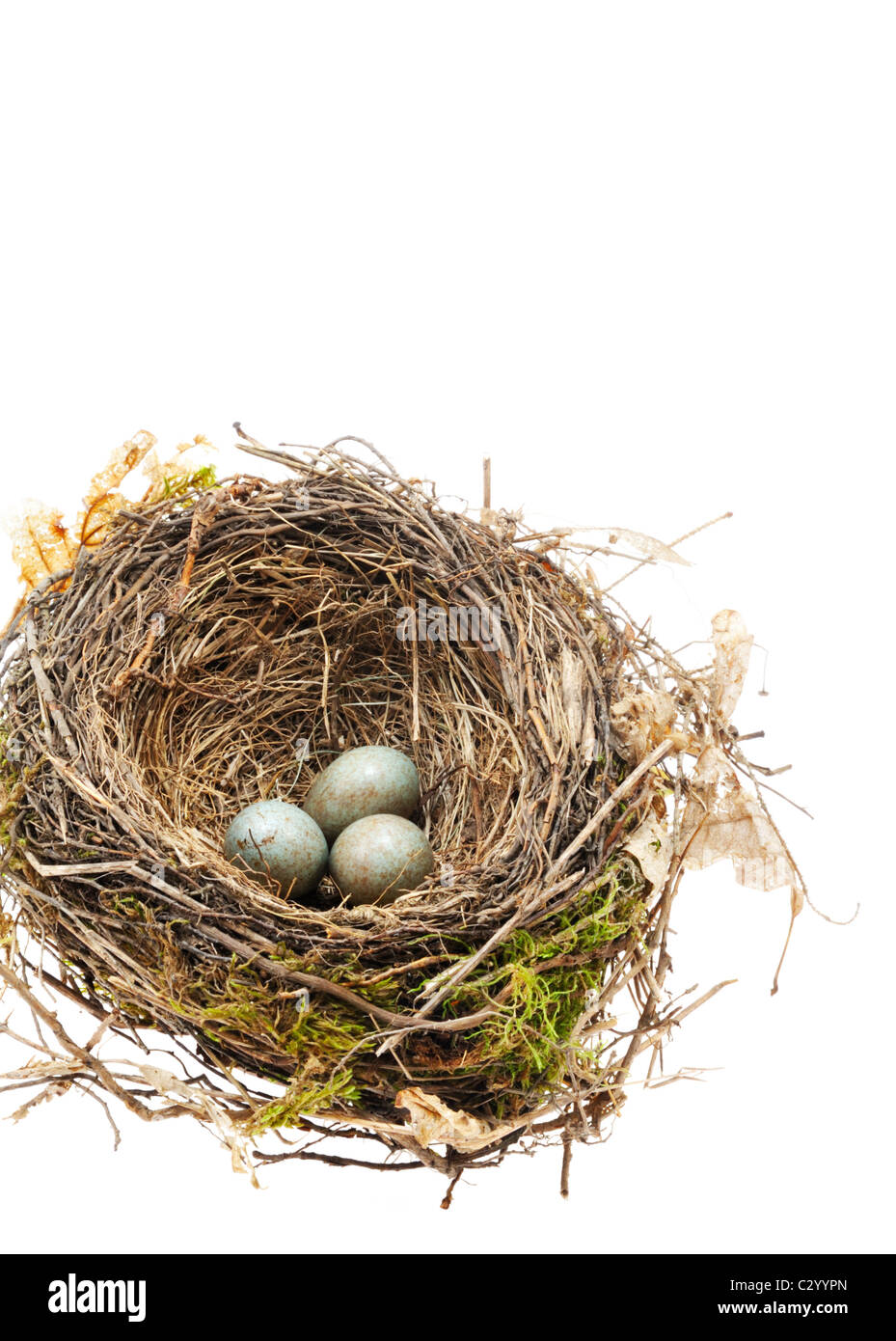 Detail of blackbird eggs in nest isolated on white background Stock ...