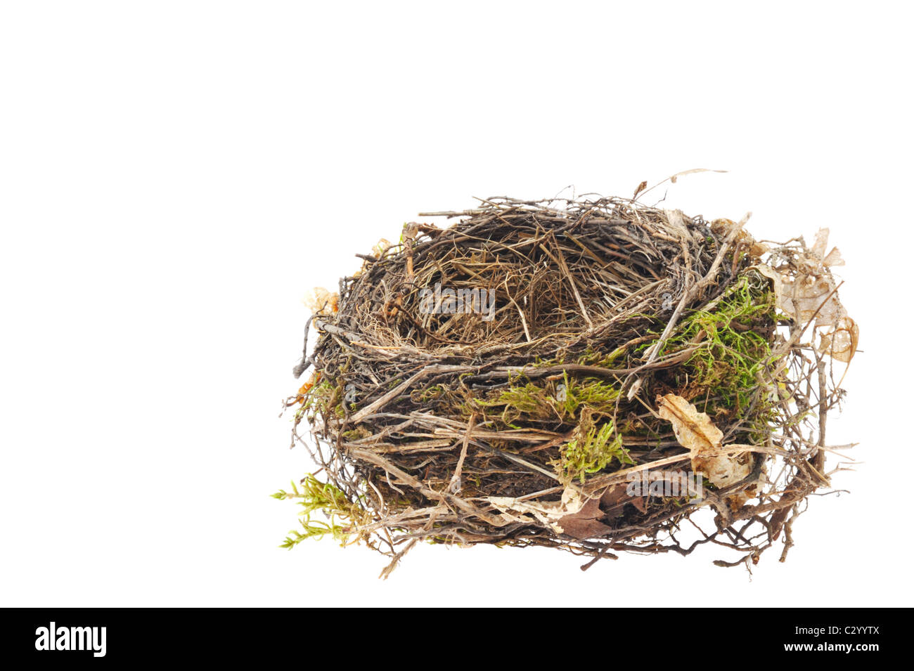 Detail of blackbird nest isolated on white background Stock Photo - Alamy