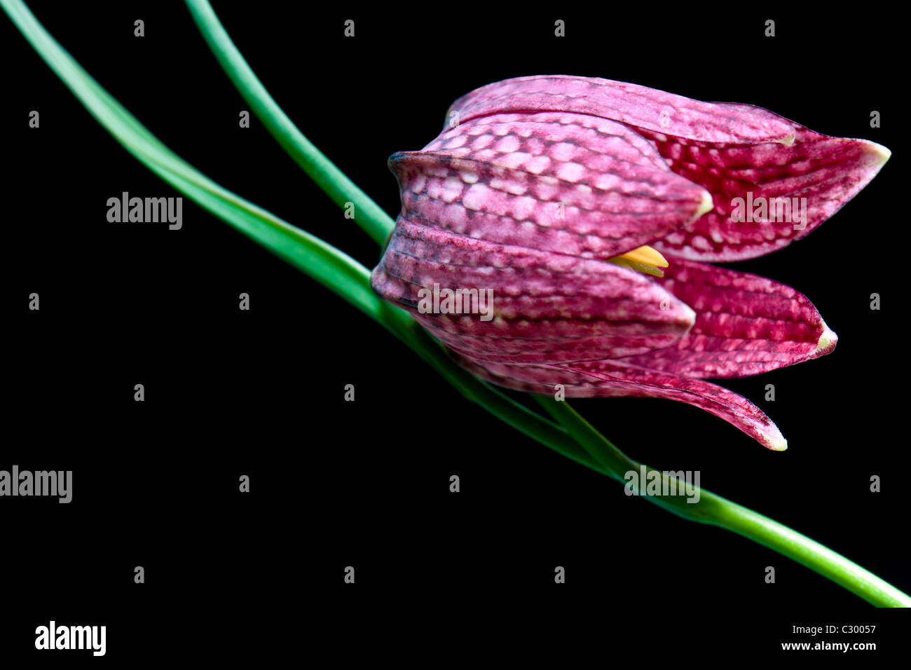 Snake's-Head Fritillary  - Fritillaria-meleagris Stock Photo