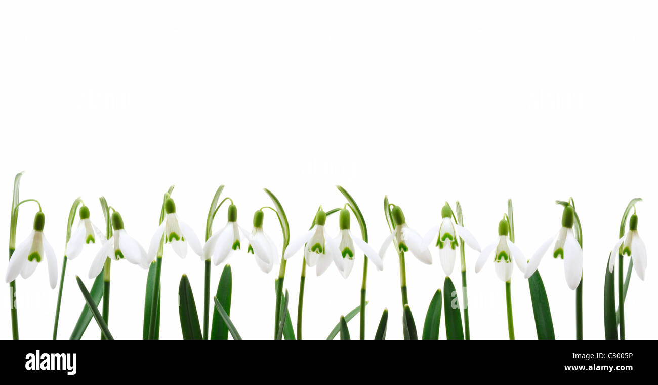 Group of snowdrop flowers growing in row, isolated on white background ...