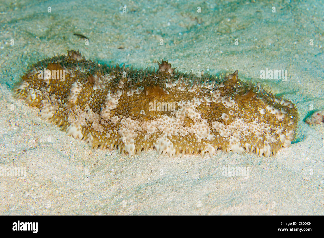 Bottom Feeder Stock Photos Bottom Feeder Stock Images Alamy