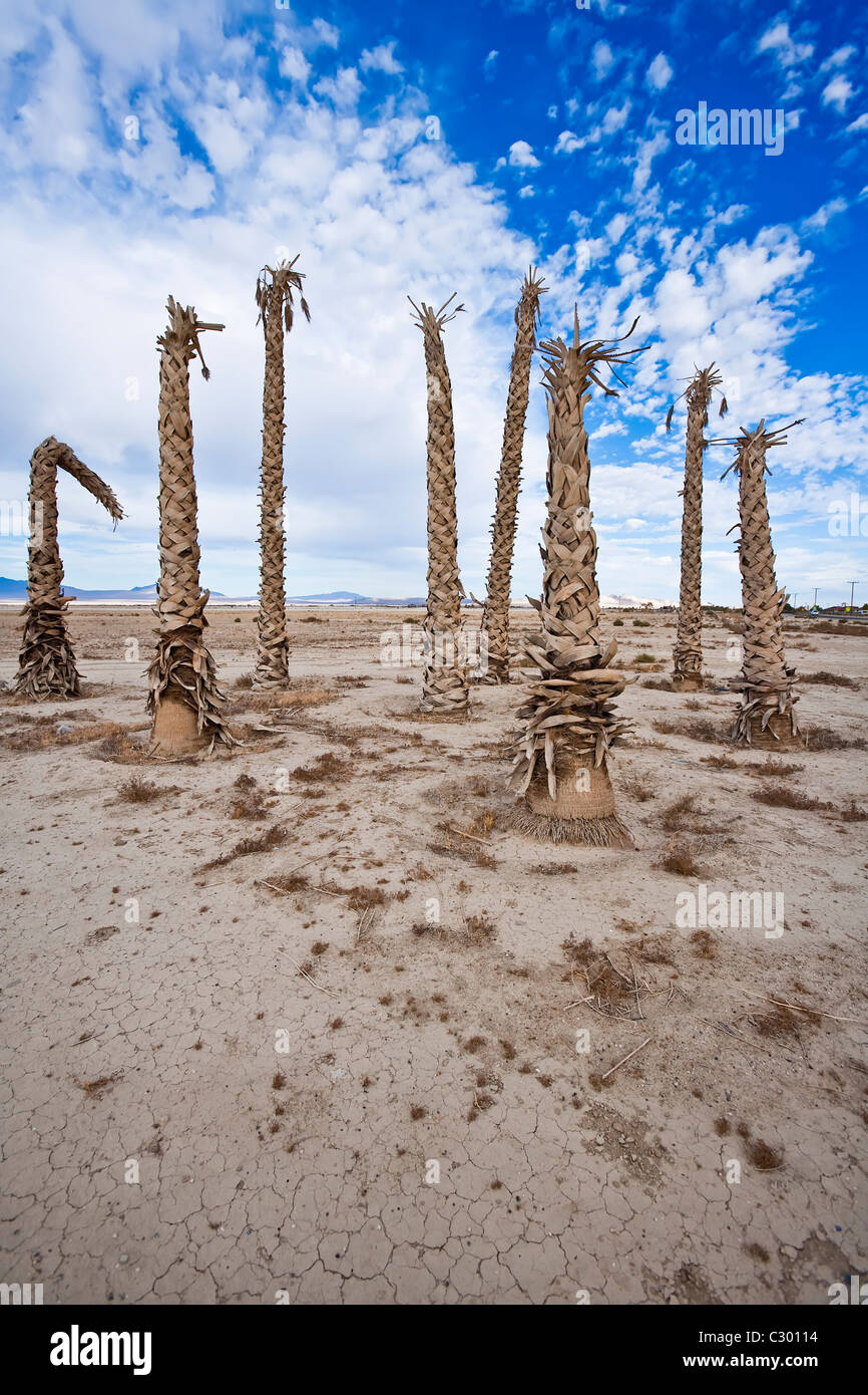 Palm tree drought hires stock photography and images Alamy
