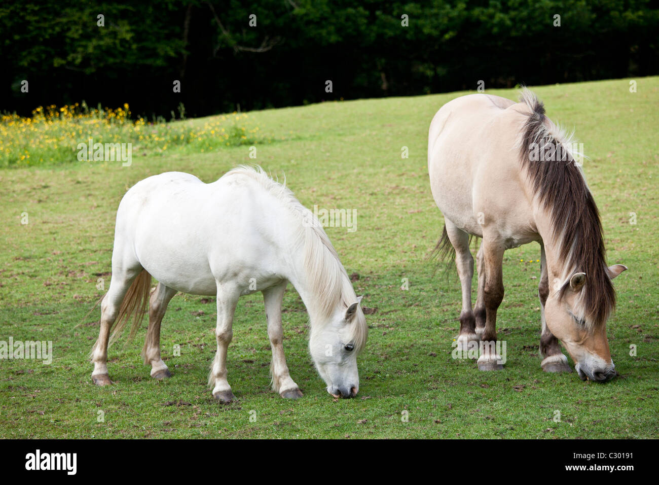 Welsh ponies grazing in Snowdonia, Gwynedd, Wales Stock Photo