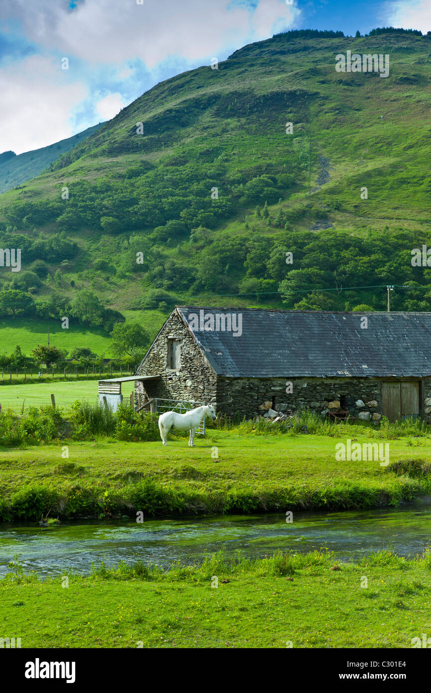 Welsh pony in typical Welsh mountain landscape at Abergynolwyn in