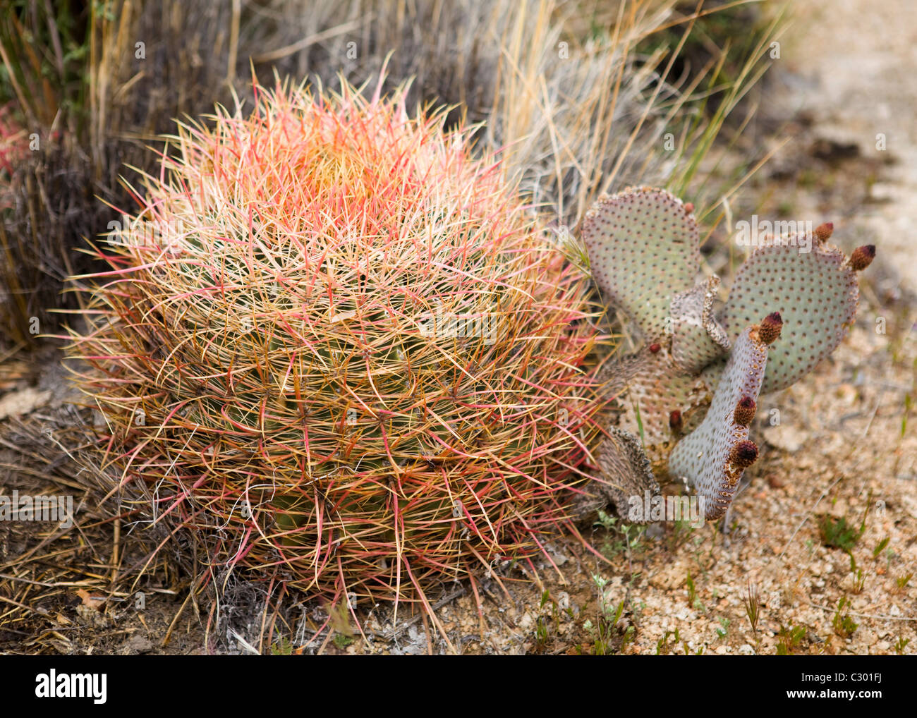 Mojave Barrel cactus (Ferocactus cylindraceus var. lecontei) Stock Photo