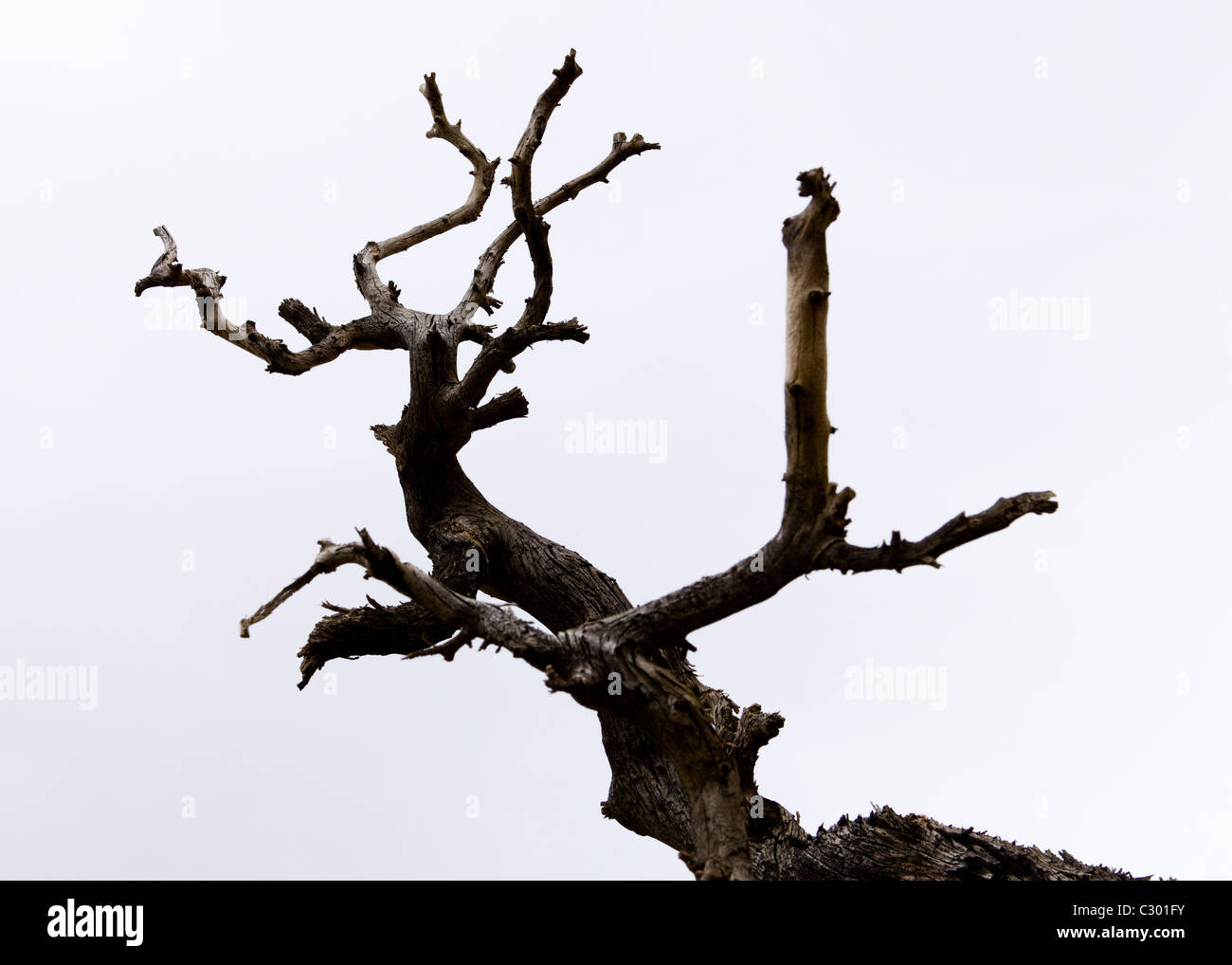 Silhouette of dead tree limb Stock Photo