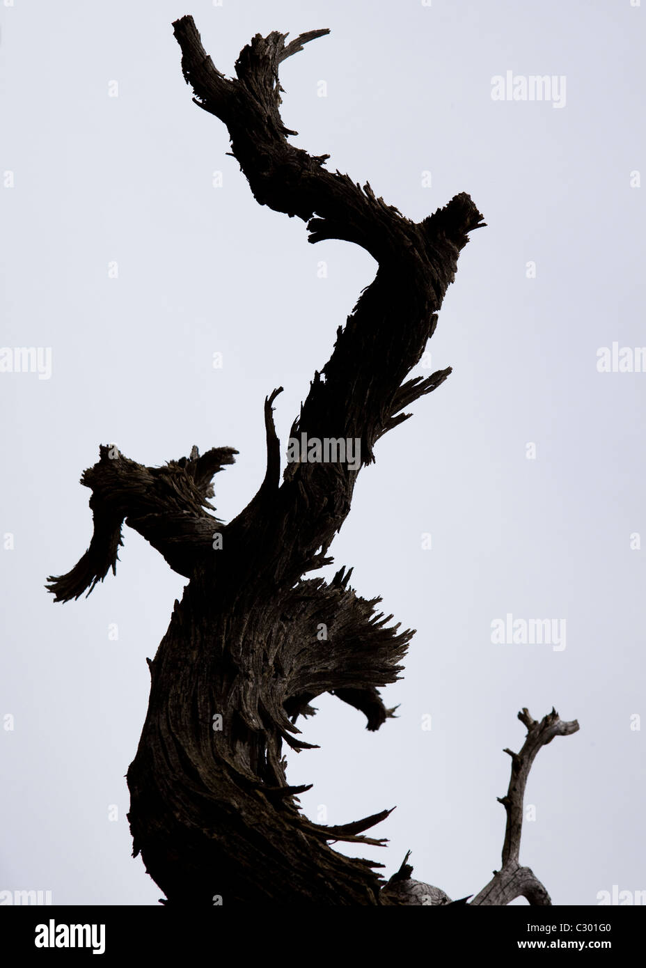 Silhouette of dead tree limb Stock Photo