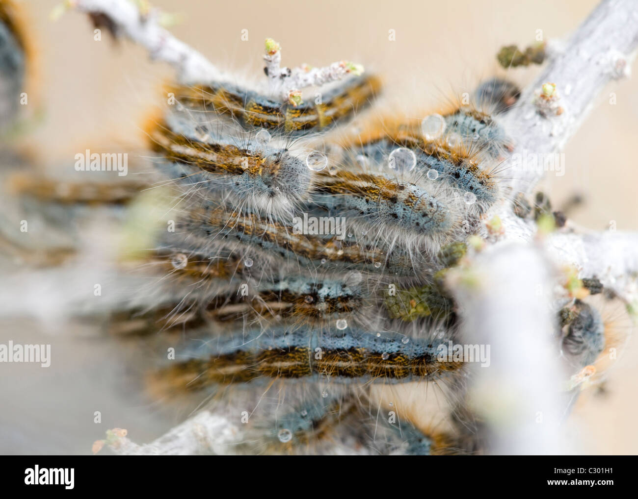 Cluster caterpillars hi-res stock photography and images - Alamy