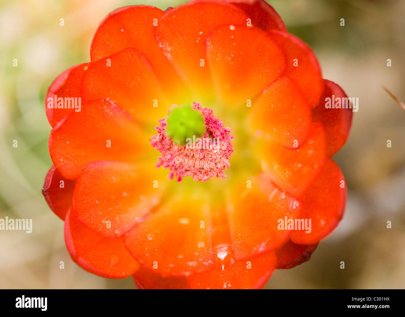 Close up detail of Mojave Mound cactus (AKA Claret Cup) blooms in spring Stock Photo