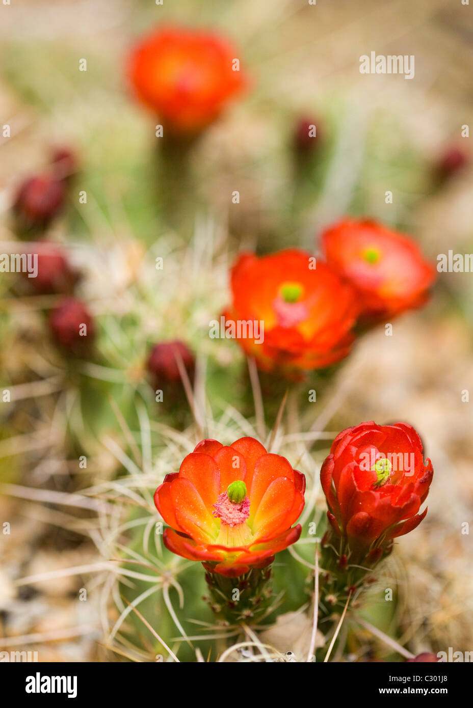 Mojave Mound cactus (Claret Cup) blooms in spring - Mojave desert, California USA Stock Photo