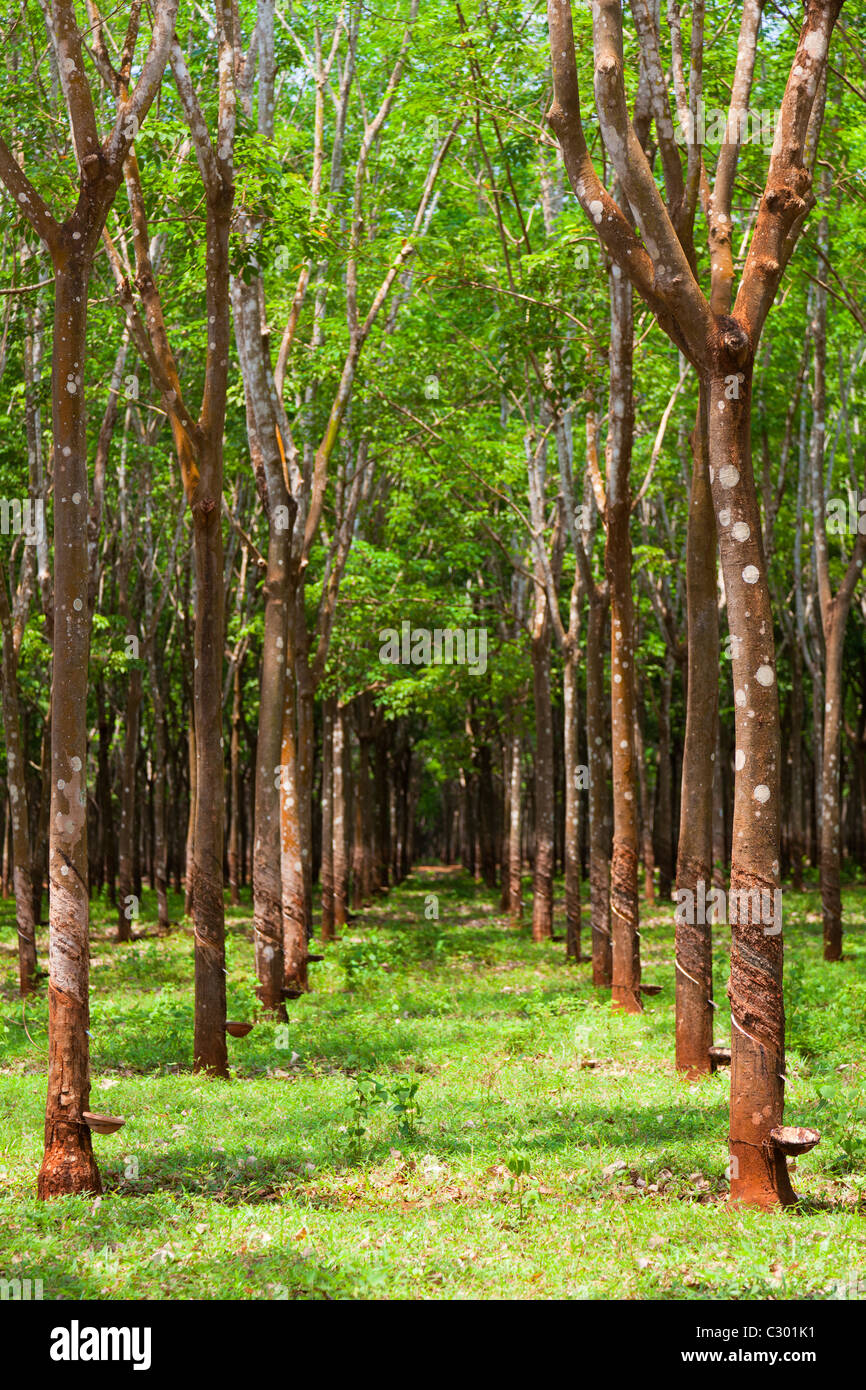 Chup rubber plantation - Tbong Khmum Province, Cambodia Stock Photo