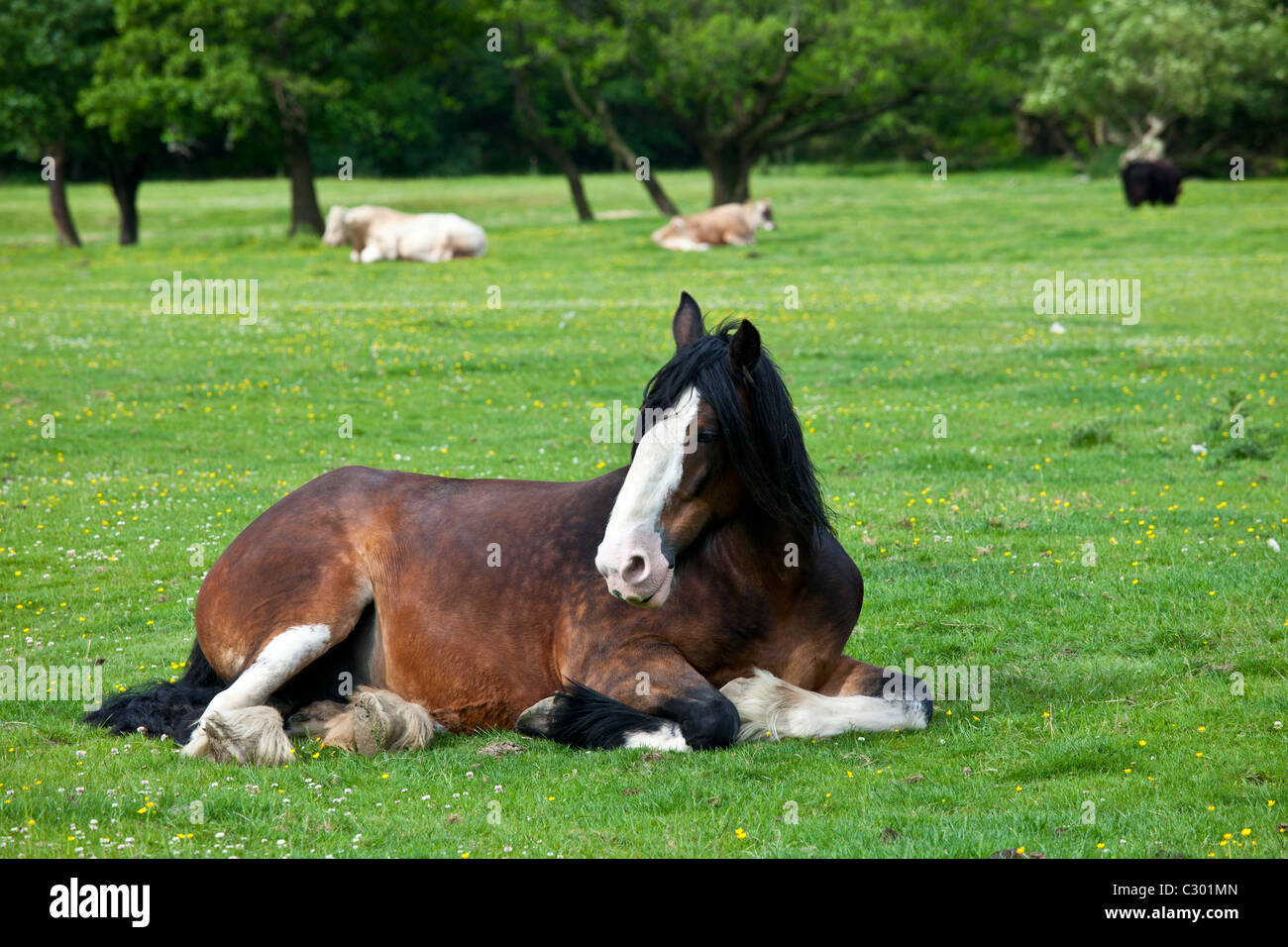 Welsh horse lying down in meadow in Snowdonia, Gwynedd, Wales Stock