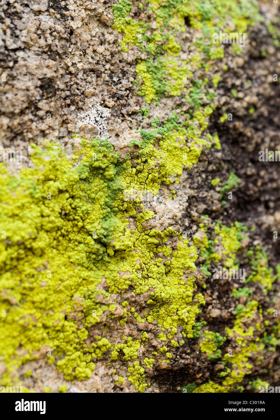 Green moss on rock Stock Photo