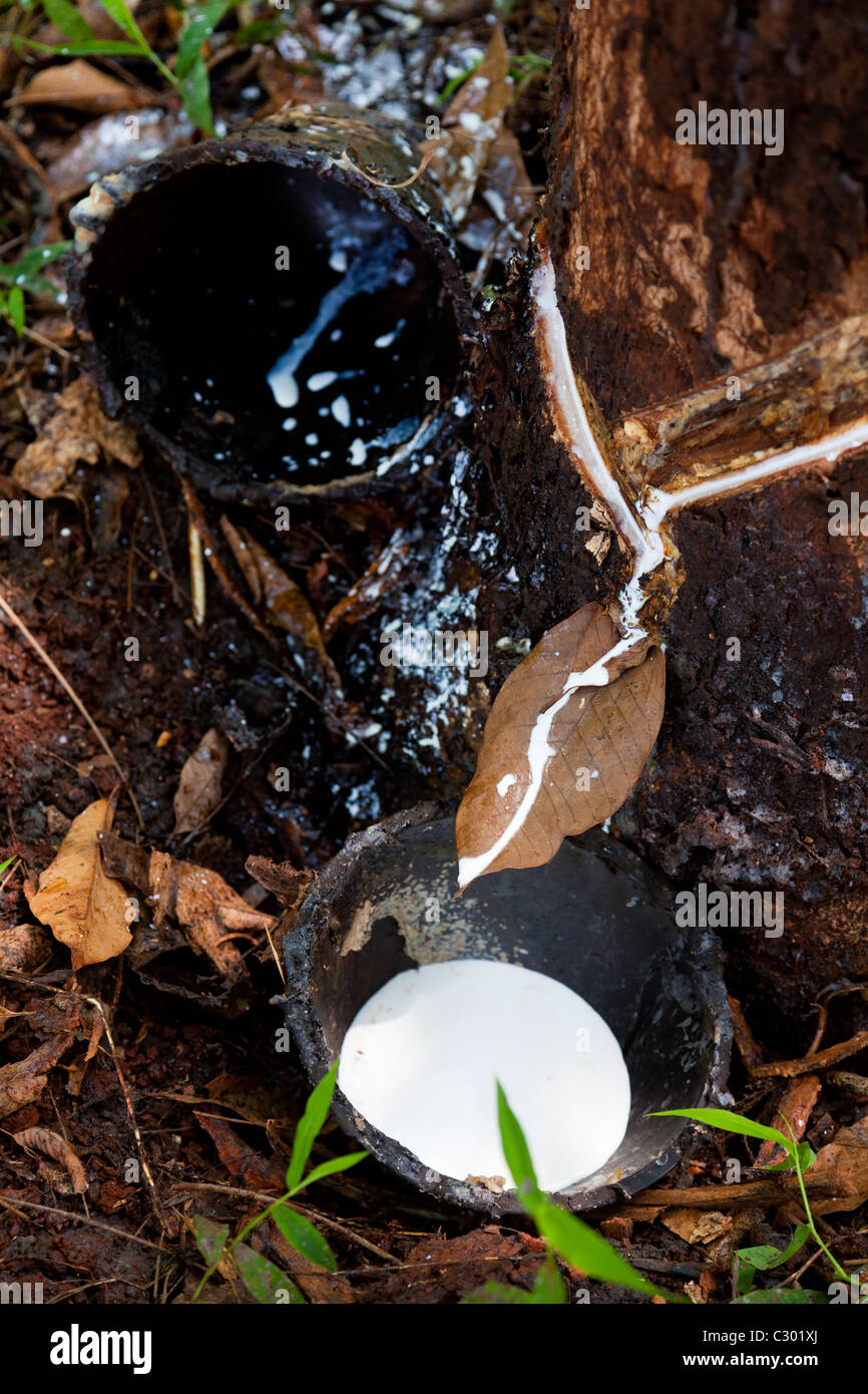 Natural rubber latex - Tbong Khmum Province, Cambodia Stock Photo
