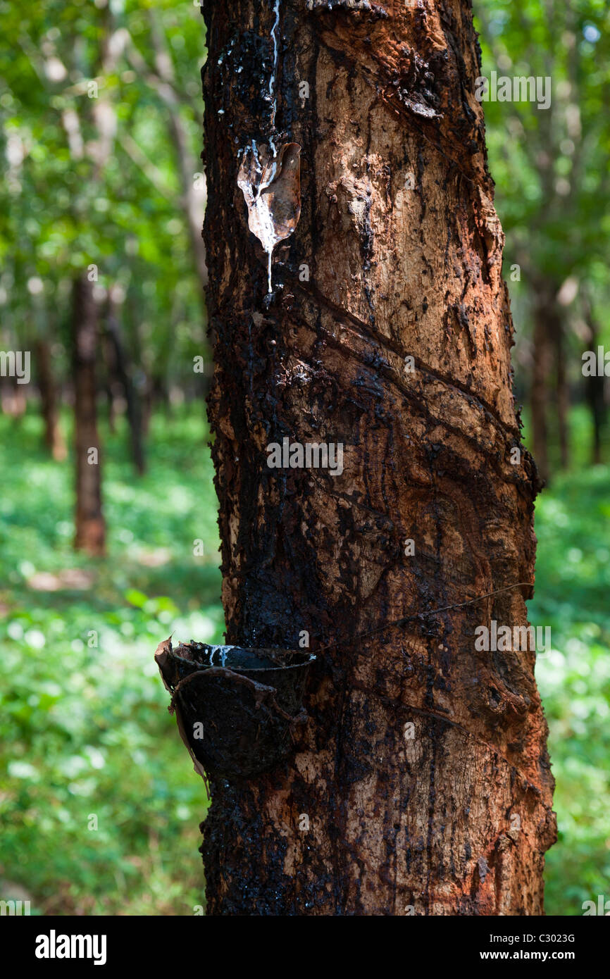 Collecting natural latex by tapping a rubber tree - Tbong Khmum Province, Cambodia Stock Photo
