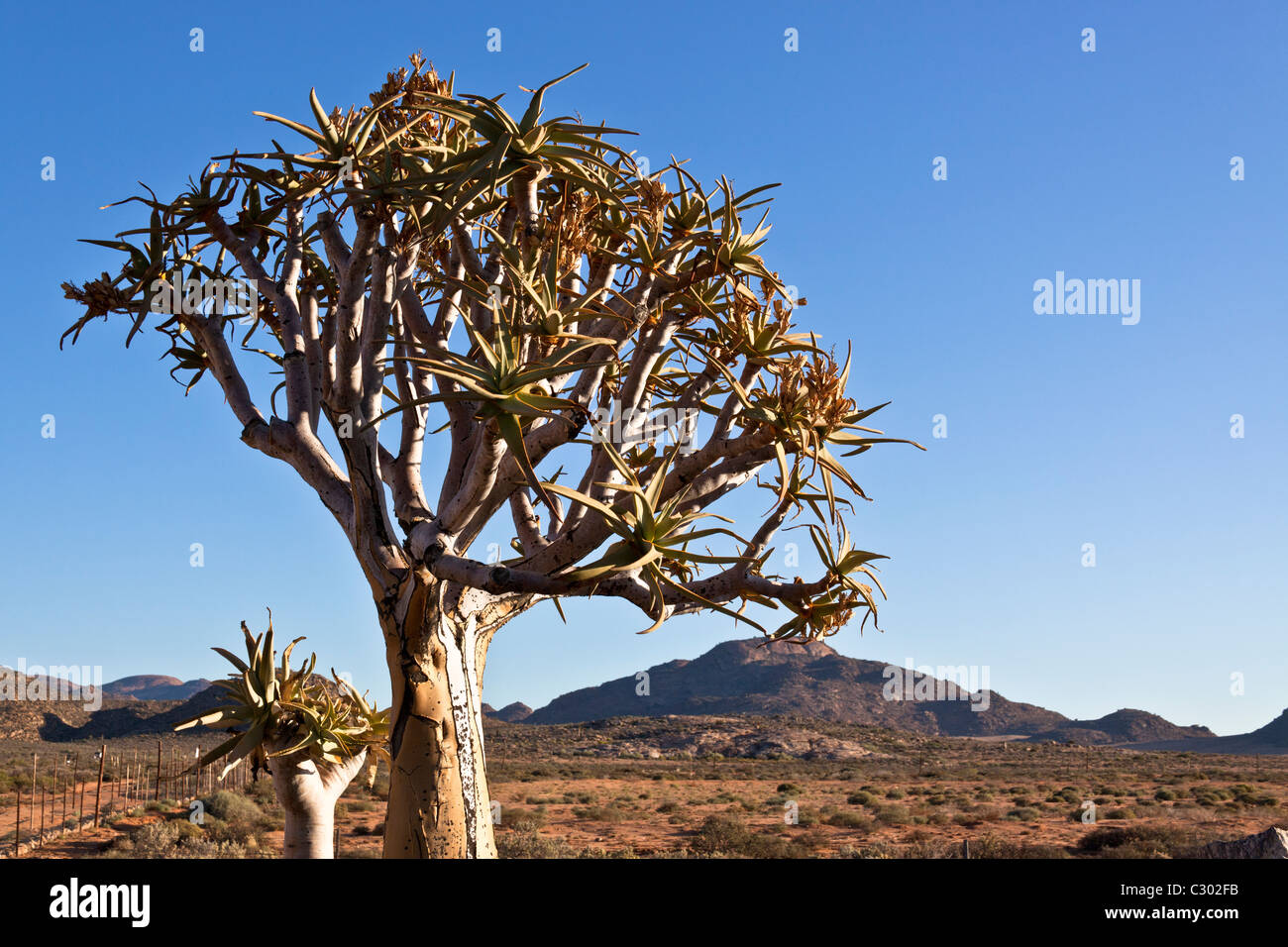 The Kokerboom or Quiver Tree (Aloe dichotoma) in the arid northeastern Karoo in South Africa Stock Photo