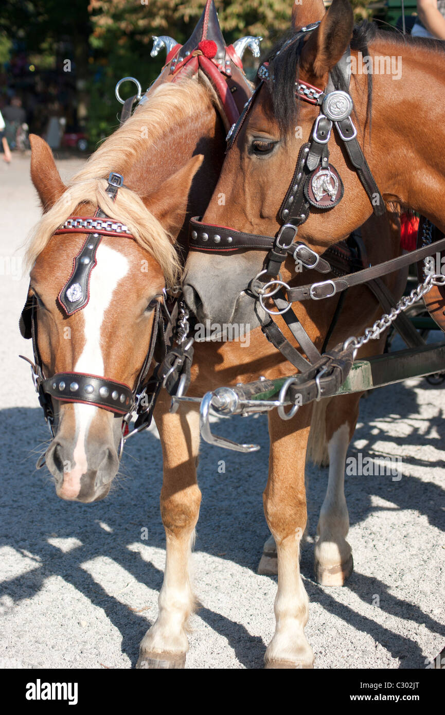 Two friendly horses Stock Photo Alamy
