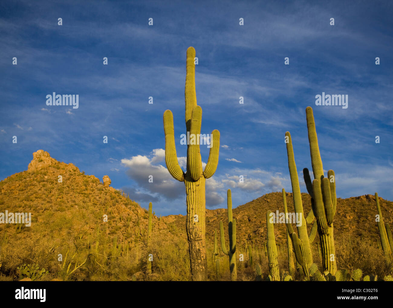 Saguaro cactus field - Saguaro National Park, Arizona USA Stock Photo ...