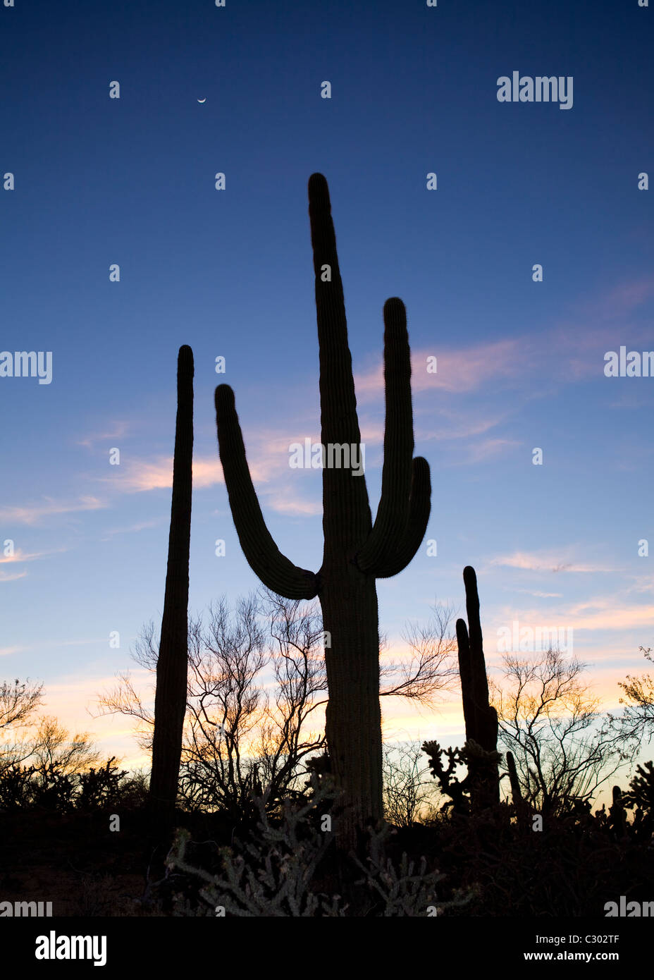 Saguaro cactus field - Saguaro National Park, Arizona USA Stock Photo