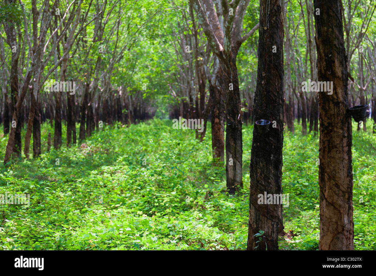 Rows of rubber trees at Chup rubber plantation- Tbong Khmum Province, Cambodia Stock Photo