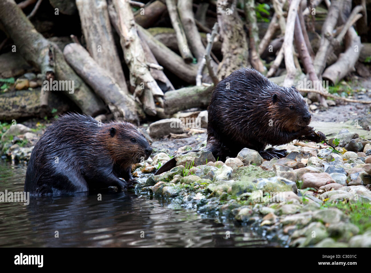 Two Beavers on the side of a river bank Stock Photo