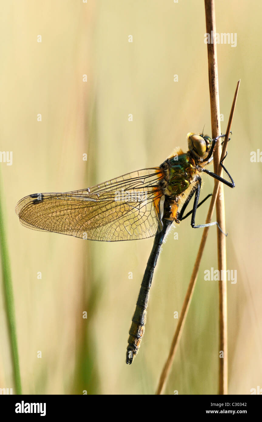 Macro of profile dragonfly on a stem Stock Photo - Alamy