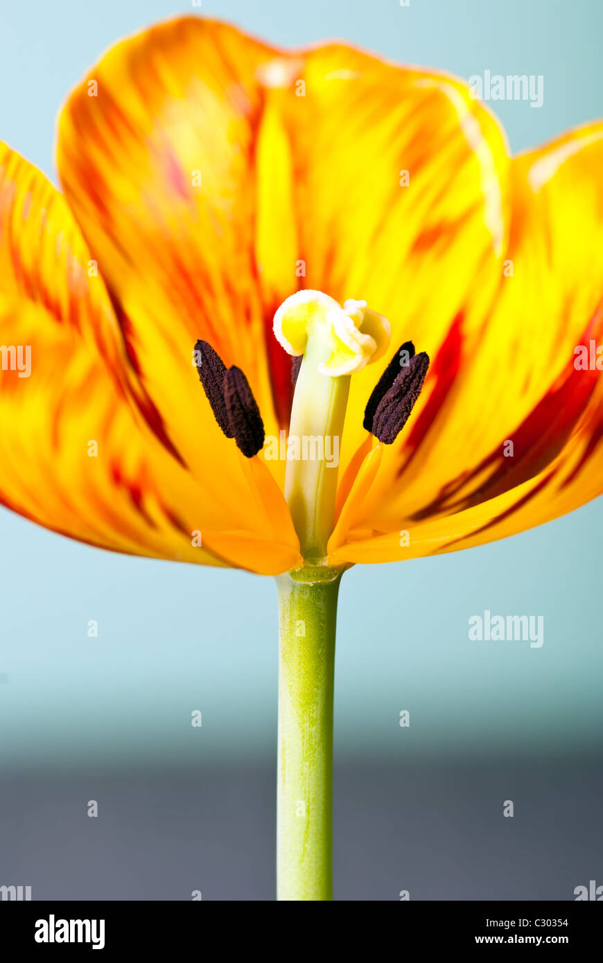 Tulipa Garden Party High Resolution Stock Photography and Images - Alamy