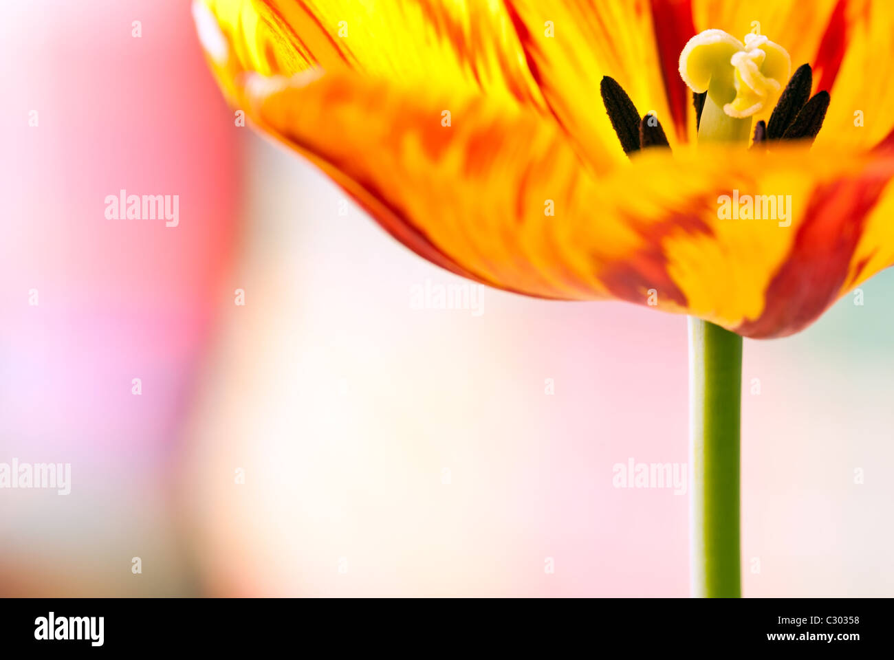 Tulipa Garden Party High Resolution Stock Photography and Images - Alamy