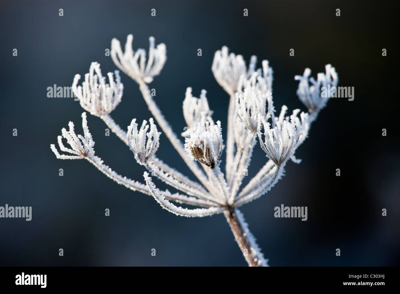 Hoar Frost On Flowers Hi res Stock Photography And Images Alamy hoar-frost-on-flowers-hi-res-stock-photography-and-images-alamy