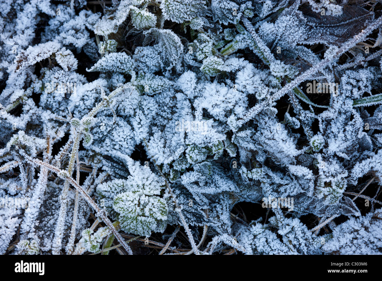 Leaves on woodland floor during hoar frost, Oxfordshire, United Kingdom Stock Photo