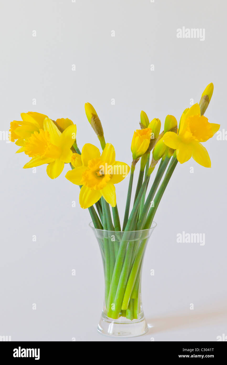 Glass Vase of Daffodils Stock Photo Alamy