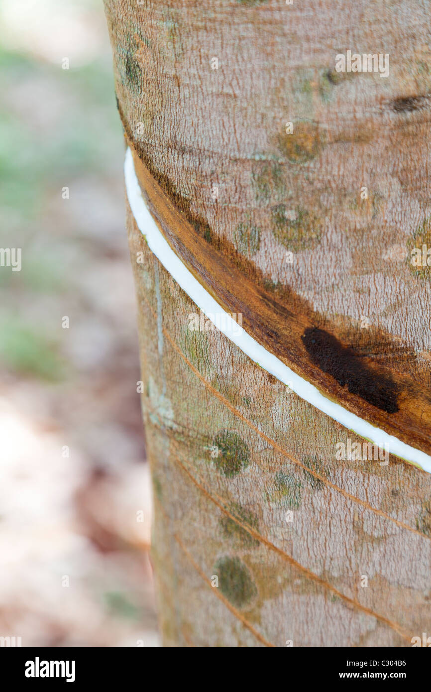 Detail of a tapped rubber tree - Tbong Khmum Province, Cambodia Stock Photo