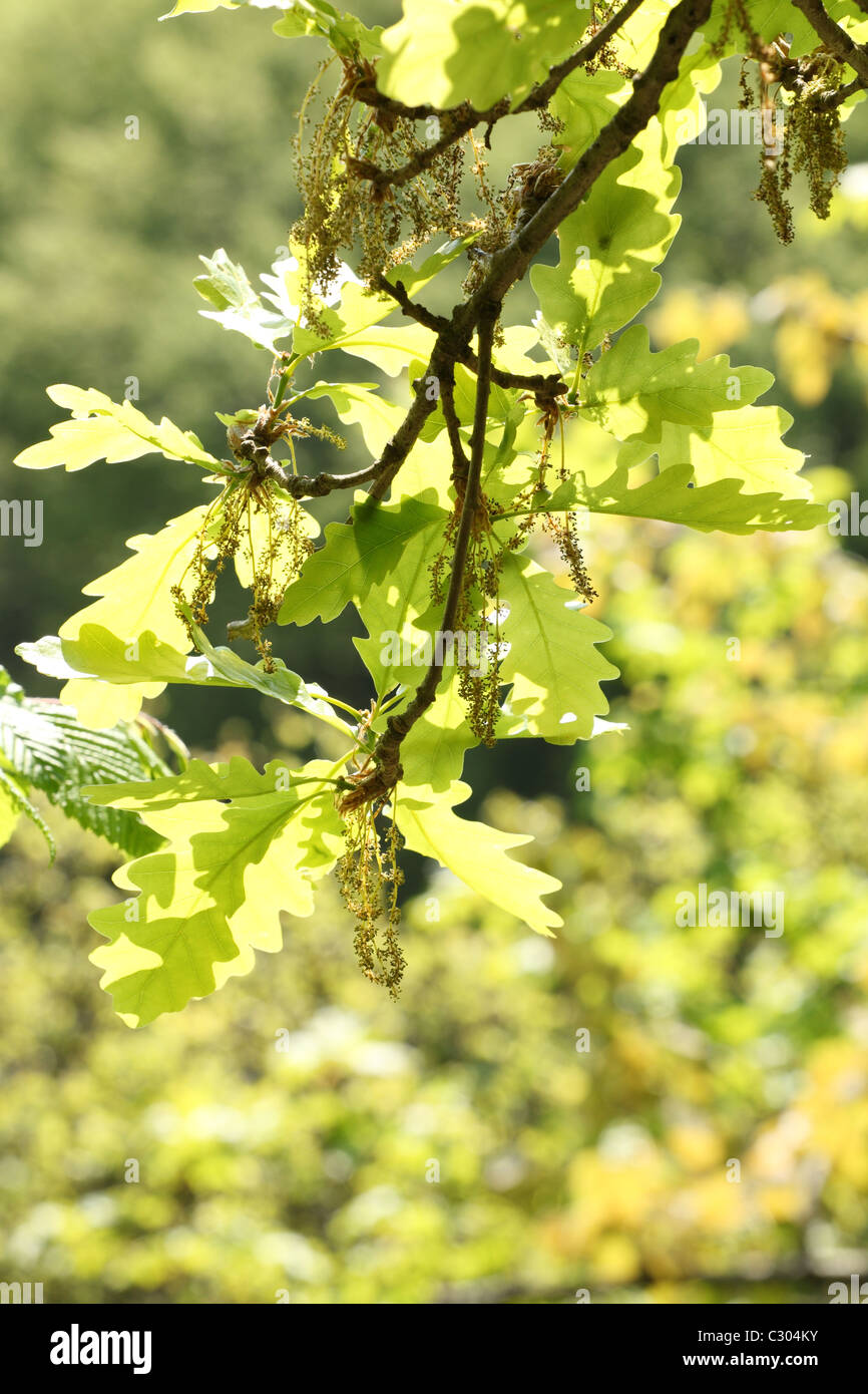 Oak tree catkins hires stock photography and images Alamy
