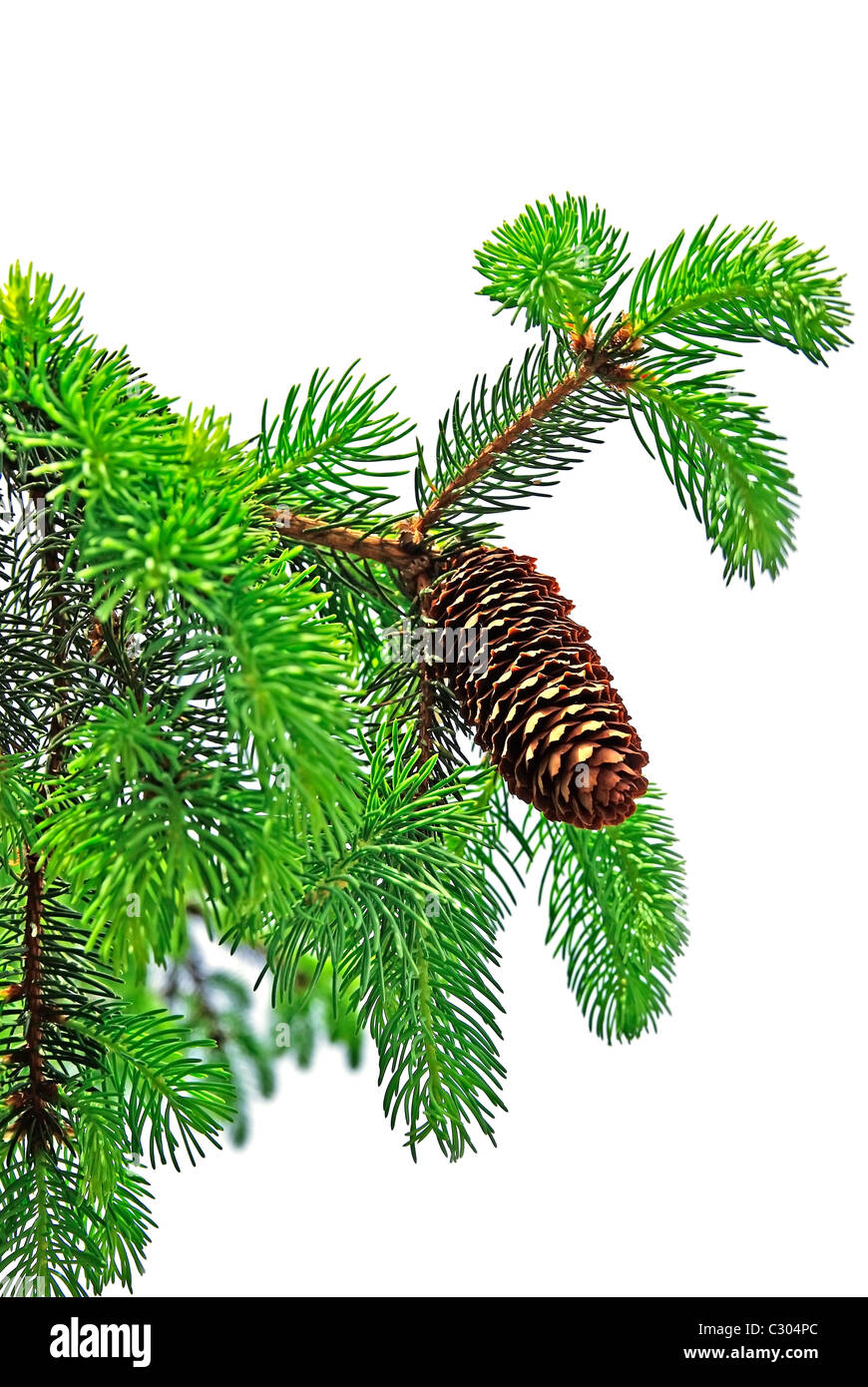 Branch of pine tree with cone isolated on white background Stock Photo ...