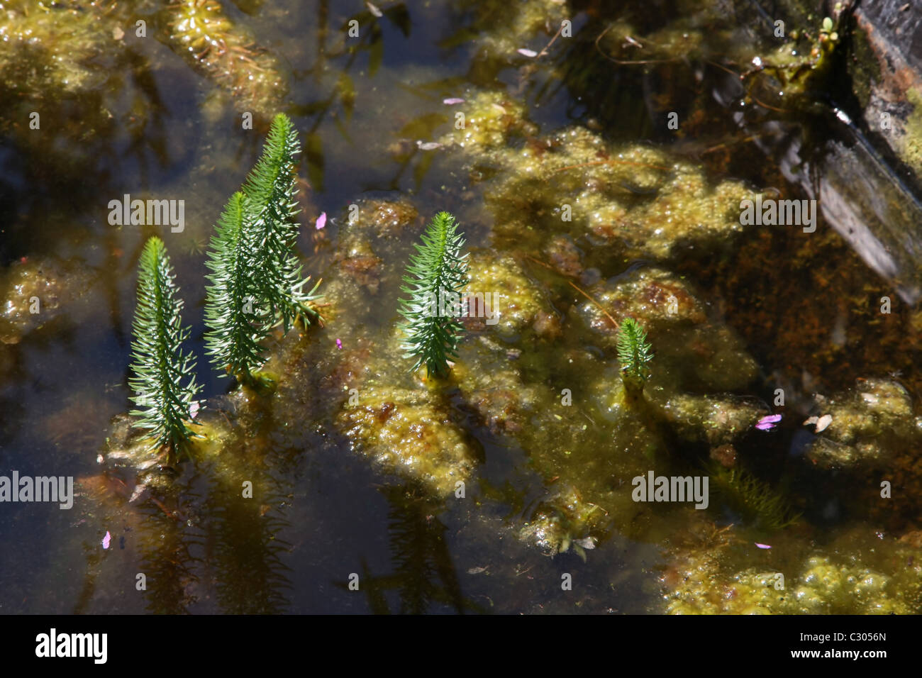 Covered with algae habitat Stock Photo