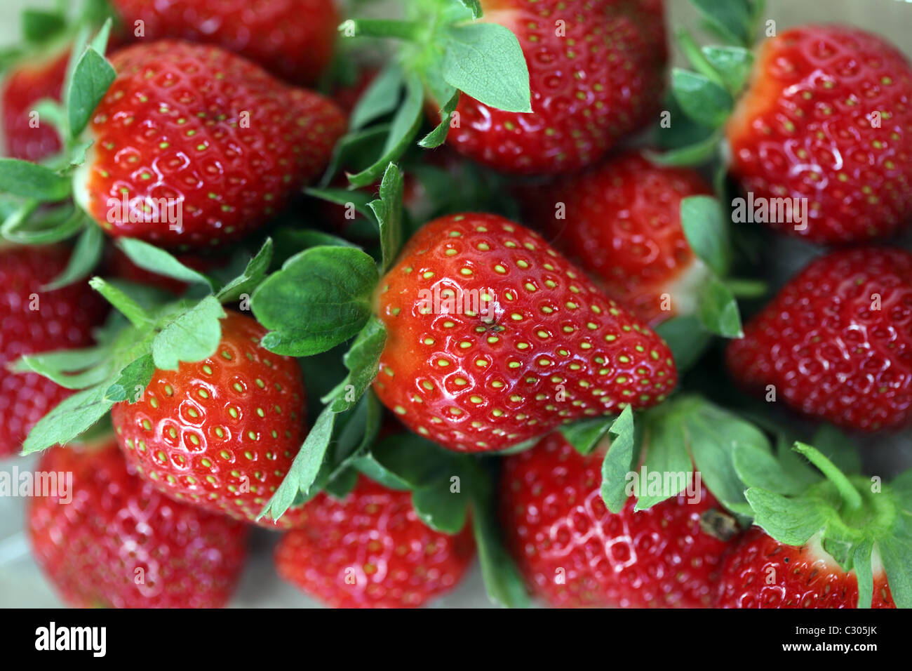 Strawberries growing at farm Stock Photo - Alamy